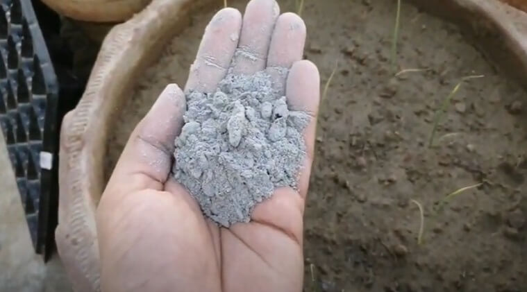 is-charcoal-ash-good-for-plants