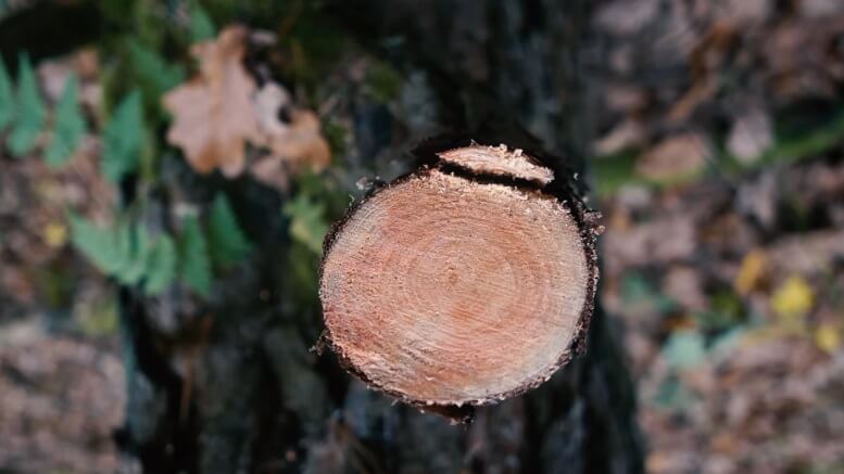 can you start a fire with wet wood