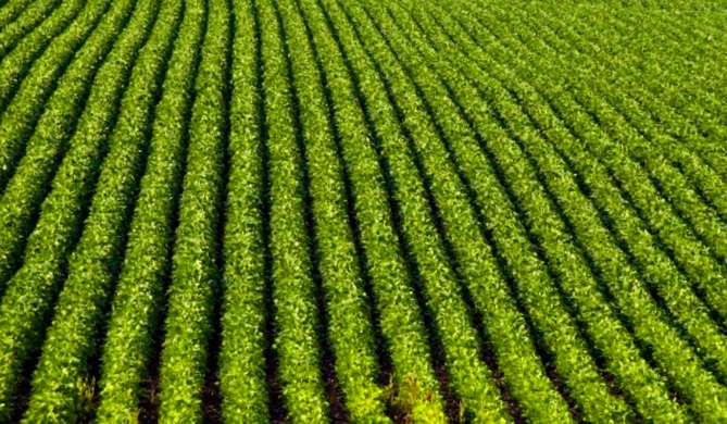 how is biomass energy collected and used